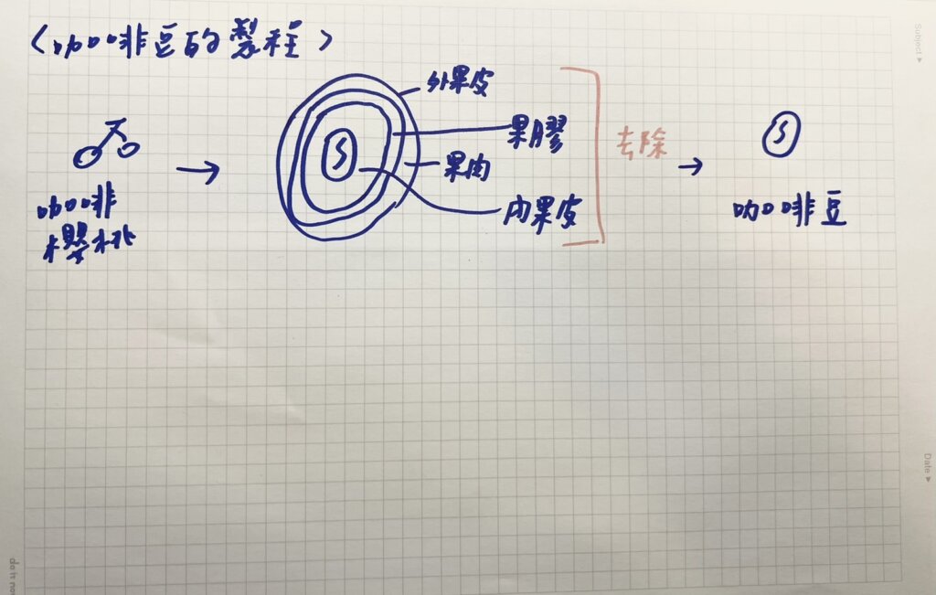 日曬水洗差別-咖啡豆